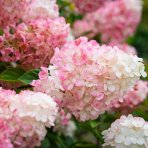 Hortenzia metlinatá (Hydrangea paniculata)  ´LIVING PINKY PROMISE´® by LIVING CREATIONS´® - výška 40-60 cm, kont. C2L